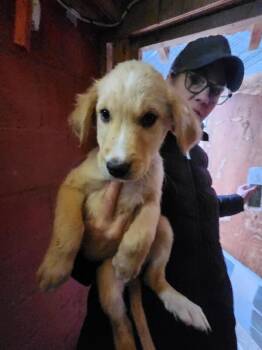 Retriever and Cane Corso Dogs Available for Adoption - Cadie | PetCurious