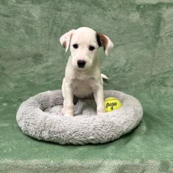 Yellow -  Schnauzer Dog for Adoption in Logan, Utah - Yellow | PetCurious