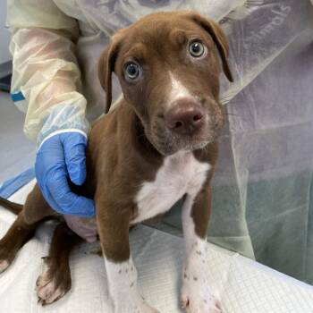 Gremlin -  Labrador Retriever and Cattle Dog Dog for Adoption in Nashville, Tennessee - Gremlin | PetCurious