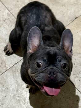 Pepper Purebred French Bulldog Female -  French Bulldog Dog for Adoption in Boca Raton, Florida - Pepper Purebred French Bulldog Female | PetCurious