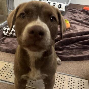 Slippers -  Mixed Breed Dog for Adoption in Murray, Utah - Slippers | PetCurious
