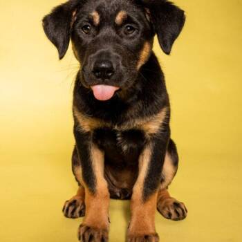 Oakley -  Husky and German Shepherd Dog Dog for Adoption in Hawkestone, Ontario - Oakley | PetCurious