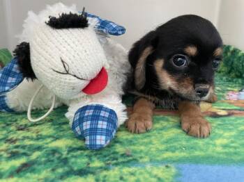 Cavalier King Charles Spaniel and Terrier Dogs Available for Adoption - Clyde | PetCurious