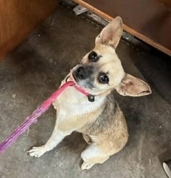 Rescue Chihuahua Dogs for Adoption in Waunakee, Wisconsin - Maci | PetCurious