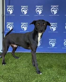 Rescue Labrador Retriever and Mixed Breed Dogs for Adoption in Fort Worth, Texas - Ghostie | PetCurious