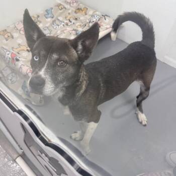 Husky Dogs Available for Adoption - Icy | PetCurious