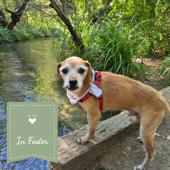 TODD -  Terrier Dog for Adoption in Chico, California - TODD | PetCurious