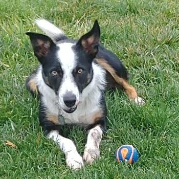 Rescue Border Collie and Greyhound Dogs for Adoption in Corvallis, Oregon - Jackson | PetCurious