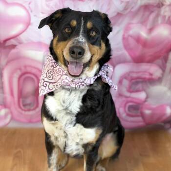 Mixed Breed Dogs Available for Adoption - Genivee | PetCurious