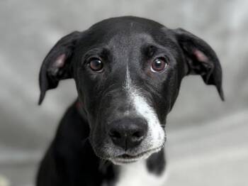 Waylon -  Pointer Dog for Adoption in Portland, Oregon - Waylon | PetCurious