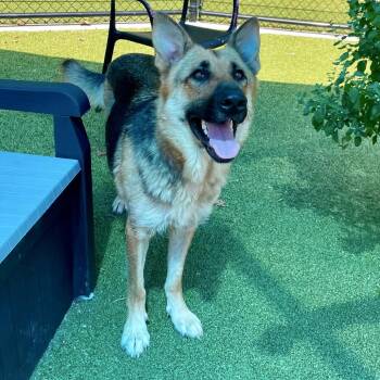 Princess Peach -  German Shepherd Dog Dog for Adoption in Greensboro, North Carolina - Princess Peach | PetCurious