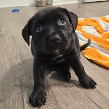 Mixed Breed Dogs Available for Adoption - Swish 6277 | PetCurious