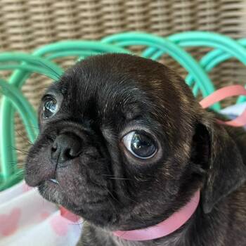 Glory -  Boston Terrier and Pug Dog for Adoption in Boerne, Texas - Glory | PetCurious