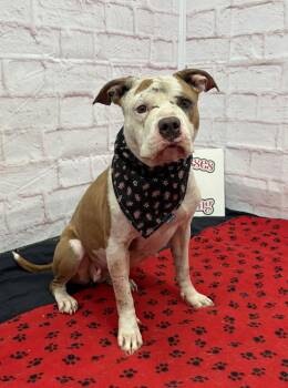 Cooley -  Mixed Breed Dog for Adoption in Detroit, Michigan - Cooley | PetCurious