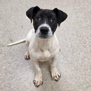 Pit Bull Terrier Dogs Available for Adoption in Chatham, Virginia - Carbon | PetCurious