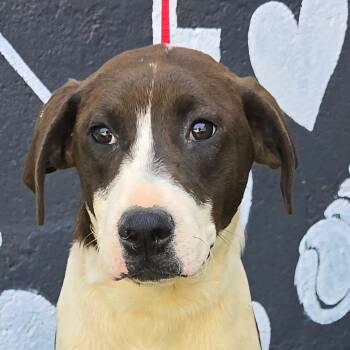 Catahoula Leopard Dog and Mixed Breed Dogs Available for Adoption - FOSTER OR FOSTER-TO-ADOPT NEEDED Danaus | PetCurious