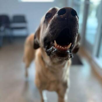Mixed Breed Dogs Available for Adoption in Matteson, Illinois - Kecil | PetCurious