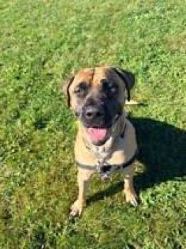 Bruce -  Cane Corso Dog for Adoption in Whitby, Ontario - Bruce | PetCurious