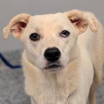Paisly -  Mixed Breed Dog for Adoption in Greenville, South Carolina - Paisly | PetCurious