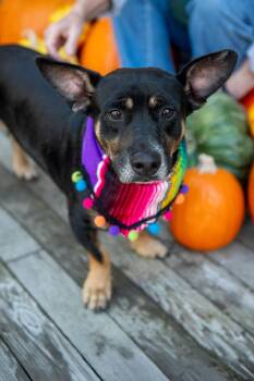 Rescue Terrier and Corgi Dogs for Adoption in Santa Rosa, California - Rudy | PetCurious