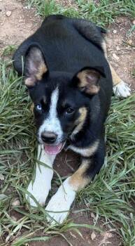 Levi -  Australian Cattle Dog Blue Heeler and Mixed Breed Dog for Adoption in Wilkesboro, North Carolina - Levi | PetCurious