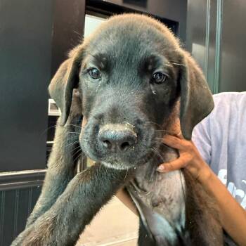 Murphy 22483 -  Labrador Retriever and Mixed Breed Dog for Adoption in Cumming, Georgia - Murphy 22483 | PetCurious