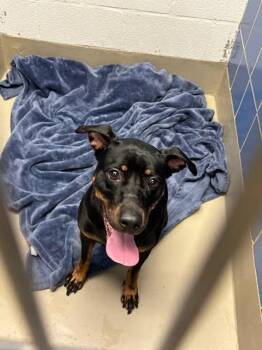 Brisket -  Doberman Pinscher Dog for Adoption in Austin, Texas - Brisket | PetCurious