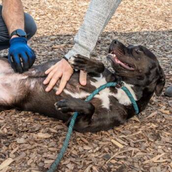 Minty -  Mixed Breed Dog for Adoption in Chamblee, Georgia - Minty | PetCurious
