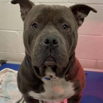 English Bulldog and Pit Bull Terrier Dogs Available for Adoption - Winston | PetCurious
