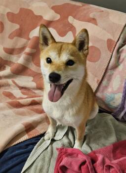 Shiba Inu Dogs Available for Adoption in Agoura Hills, California - LUNA | PetCurious