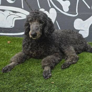 FOSTER NEEDED - Chief -  Poodle and Bernese Mountain Dog Dog for Adoption - FOSTER NEEDED - Chief | PetCurious