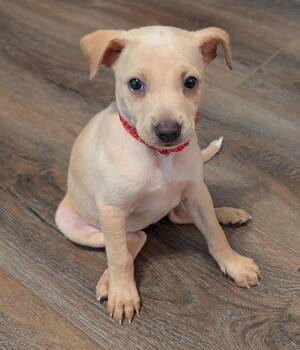 Chihuahua Dogs Available for Adoption in The Woodlands, Texas - Belinda | PetCurious