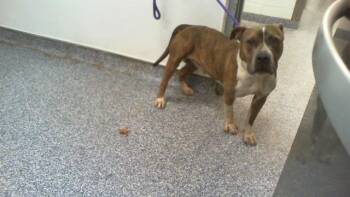 A1266146 -  Pit Bull Terrier Dog for Adoption in Charlotte, North Carolina - A1266146 | PetCurious