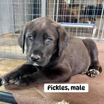 Labrador Retriever Dogs Available for Adoption - Pickles | PetCurious