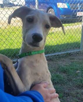 Rescue Goldendoodle and Labradoodle Dogs for Adoption in Cambridge, Ohio - COOPER 360-25 | PetCurious