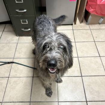 Weimaraner and Poodle Dogs Available for Adoption - Onyx | PetCurious