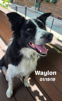 Waylon -  Border Collie Dog for Adoption in Seymour, Indiana - Waylon | PetCurious