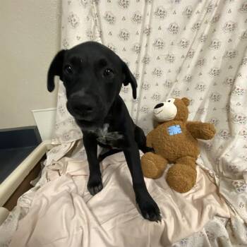 KRISTIN -  Labrador Retriever and Mixed Breed Dog for Adoption in Modesto, California - KRISTIN | PetCurious