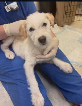 Ferguson-ADOPT Me -  Terrier Dog for Adoption in Redondo Beach, California - Ferguson-ADOPT Me | PetCurious