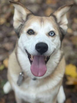 Rescue Husky Dogs for Adoption in Germantown, Ohio - Reya | PetCurious