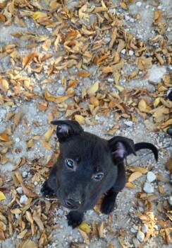 Rescue Staffordshire Bull Terrier and German Shepherd Dog Dogs for Adoption in Junction, Texas - Cindy | PetCurious