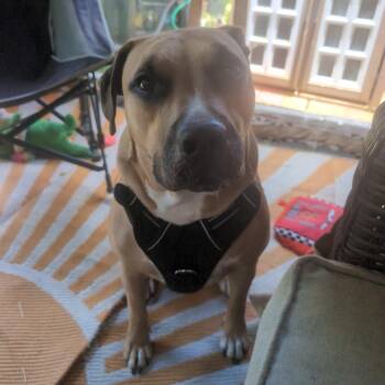 Willow -  Labrador Retriever and Mixed Breed Dog for Adoption in Wahiawa, Hawaii - Willow | PetCurious