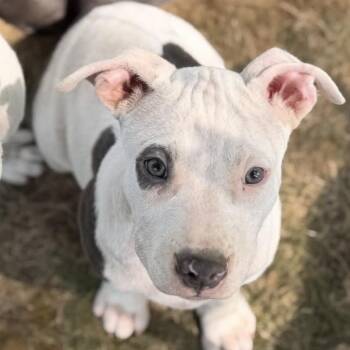 LOUIS CHEWTON -  Pit Bull Terrier Dog for Adoption in Cranston, Rhode Island - LOUIS CHEWTON | PetCurious
