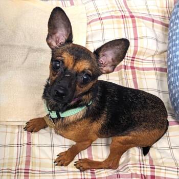 Mixed Breed Dogs Available for Adoption - Shawn Johnson | PetCurious