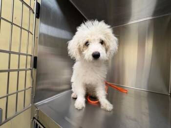 Poodle and Mixed Breed Dogs Available for Adoption in Tustin, California - CUTIE | PetCurious