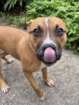 Ares -  Pit Bull Terrier and Mixed Breed Dog for Adoption in New Orleans, Louisiana - Ares | PetCurious