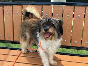 SONYA -  Yorkshire Terrier and Poodle Dog for Adoption in Tustin, California - SONYA | PetCurious