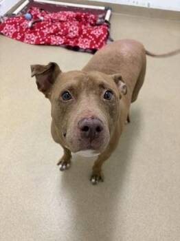 Peaches -  Mixed Breed Dog for Adoption in North Miami Beach, Florida - Peaches | PetCurious
