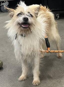 DESMOND -  Parson Russell Terrier and Mixed Breed Dog for Adoption - DESMOND | PetCurious