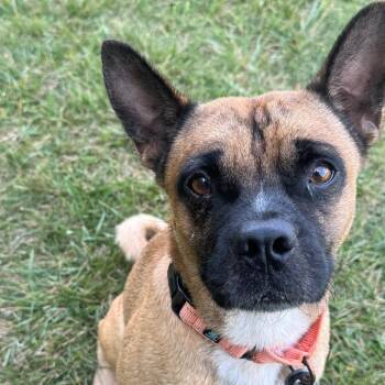 French Bulldog and Pug Dogs Available for Adoption in Wheeling, Illinois - Alfie | PetCurious